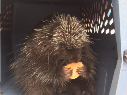 Center for Wildlife Visit
