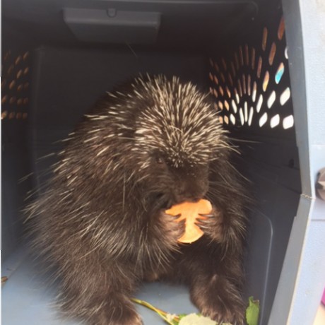 Center for Wildlife Visit